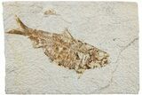 Fossil Fish (Knightia) - Green River Formation #233103-1